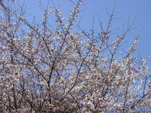 Dsc09127sx