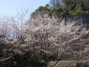 Dsc09129sx