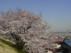 Dsc09174sx