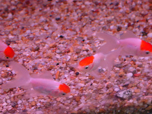 Dsc09480sx