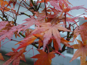 Dsc09865sx