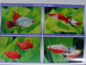 Dsc09878sx