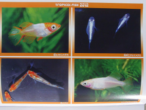 Dsc09880sx