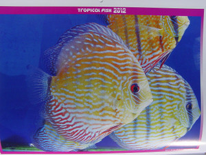 Dsc09893sx