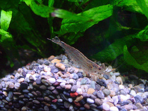 Dsc00017sx