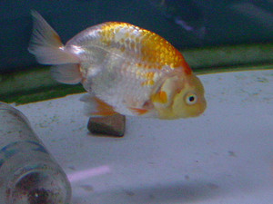 Dsc08957sx