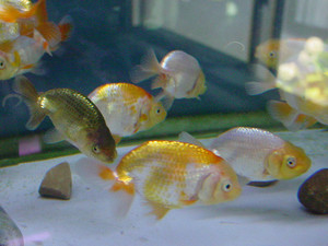 Dsc08960sx