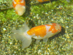 Dsc08966sx