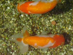 Dsc08980sx