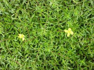 Dsc09036sx