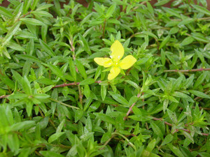 Dsc09037sx