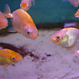 Dsc08806sx