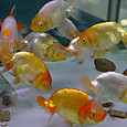 Dsc08899sx