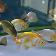 Dsc08960sx