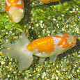 Dsc08966sx