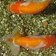Dsc08980sx