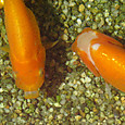 Dsc08984sx