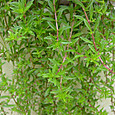 Dsc09021sx