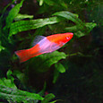 Dsc00009sx