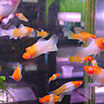 Dsc09959sx